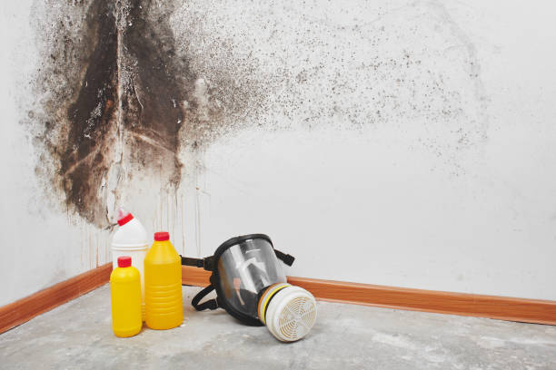 Best Professional Mold Removal  in Edna, TX
