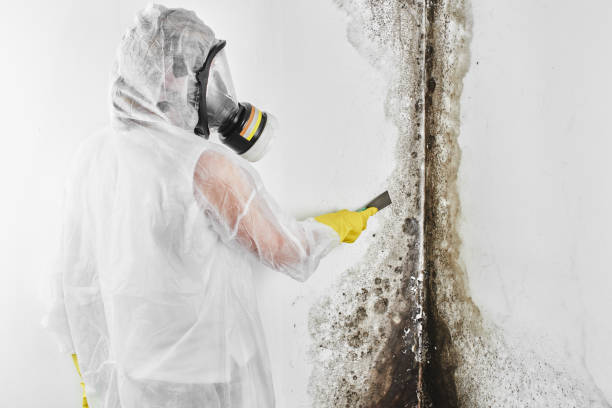 Best Affordable Mold Removal  in Edna, TX