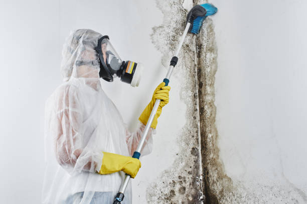 Best Mold Damage Repair  in Edna, TX