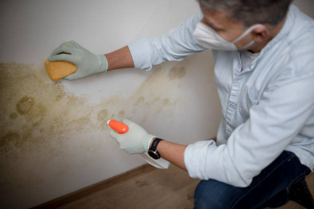 Edna, TX Mold Removal Company