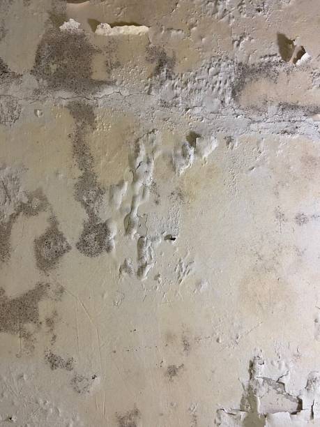 Best Mold Damage Repair  in Edna, TX