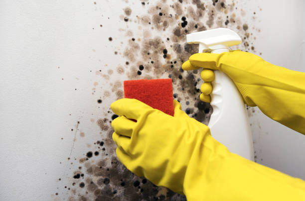 Best Residential Mold Removal  in Edna, TX