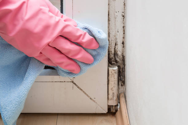 Attic Mold Removal in Edna, TX