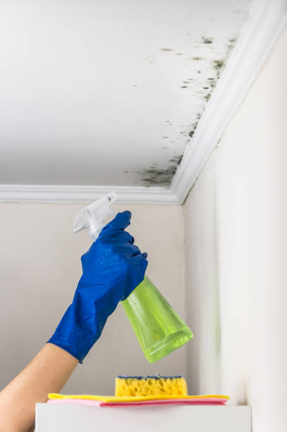 Best Mold Removal Near Me  in Edna, TX