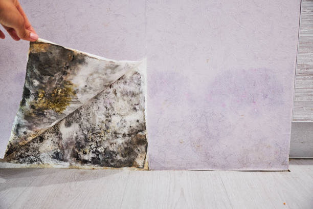 Best Best Mold Removal Companies  in Edna, TX